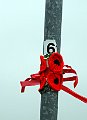 909-Poppy Display.