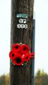 910-Poppy