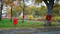 945-Roadside Poppy