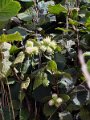 459-Hazelnuts growing