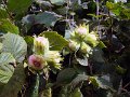 460-Hazelnuts